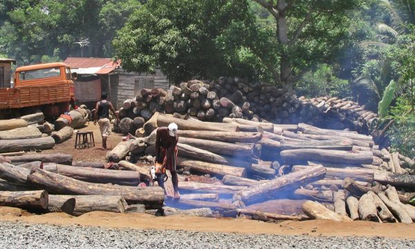 Illegal logging